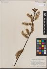 Foto von Salix discolor Muhl.